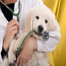 Insuficiencia cardiaca en Mascotas