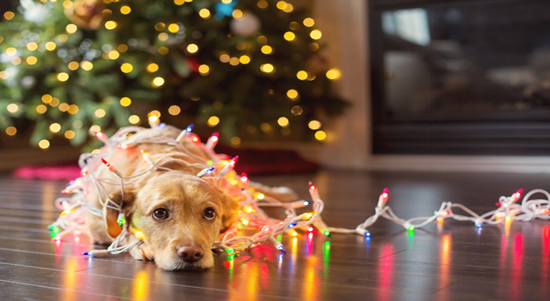 Cómo cuidar tu Mascota en Navidad