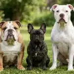 Tipos de Perros Bulldogs