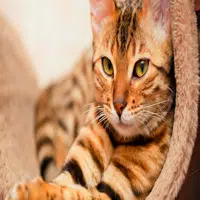 Signos de Enfermedad en el Gato
