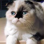 Características Del Gato Foldex