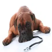 Gastritis en Perros