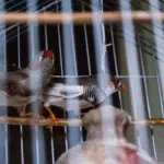 Pasos Para La Limpieza De La Jaula Para Aves