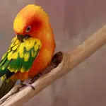 Los Parásitos En Los Pájaros
