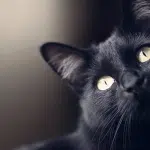Los Poderes Ocultos De Los Gatos