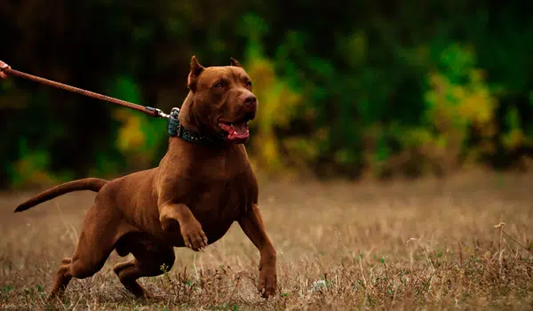Imágenes De Perros Hiperactivos
