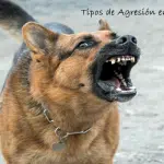 Tipos De Agresión De Los Perros