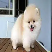 Cuidados del Perro Pomerania