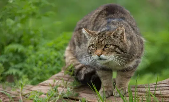 Gato Montés en su hábitat natural Gato Montés En Su Hábitat Natural