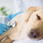 Tratamientos Para Una Mascota En Caso De Accidente