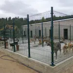 Cómo Limpiar Y Desinfectar La Perrera