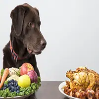 Alimentos que le causan alergia a los Perros