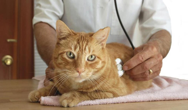 Enfermedades de gatos síntomas y tratamientos