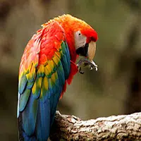 Vitaminas y minerales para las aves