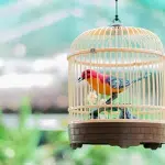 Limpieza De La Jaula Para Aves
