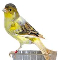 Canario timbrado español