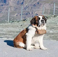 5 razas de perros Grandes