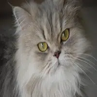 Razas de Gatos