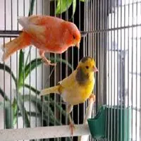 Como cuidar los pájaros de jaula