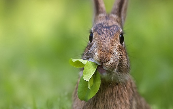 Qué comen los Conejos | Animales Leales