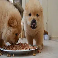 Cómo alimentar un Perro Cachorro