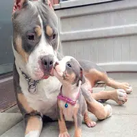 Cómo educar un perro Pitbull