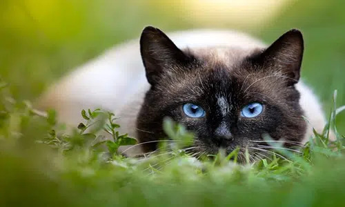 Características Del Gato Siamés Y Comportamiento