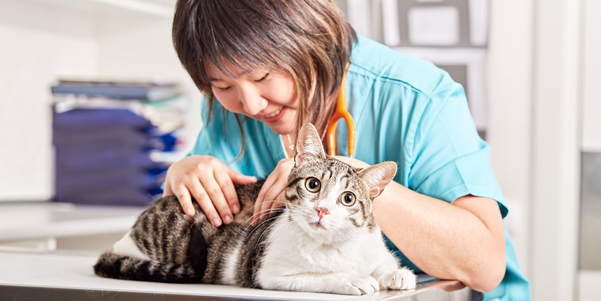 Diarrea en gatos causas y tratamiento