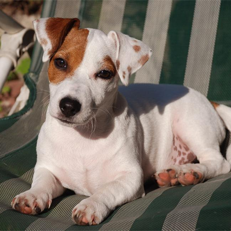 Perro Jack Russell Terrier cuidados