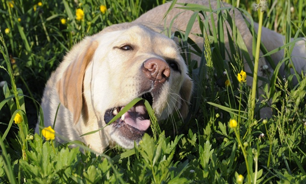 Por qué los perros comen hierba