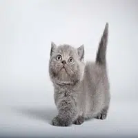 Raza de gato Munchkin