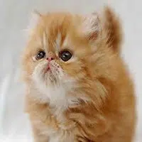 Raza de gato Persa Tabby