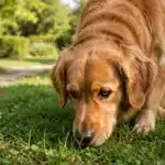 Por qué los perros comen hierba