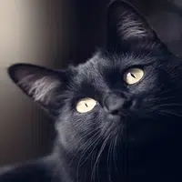 Mitos y verdades sobre las mascotas