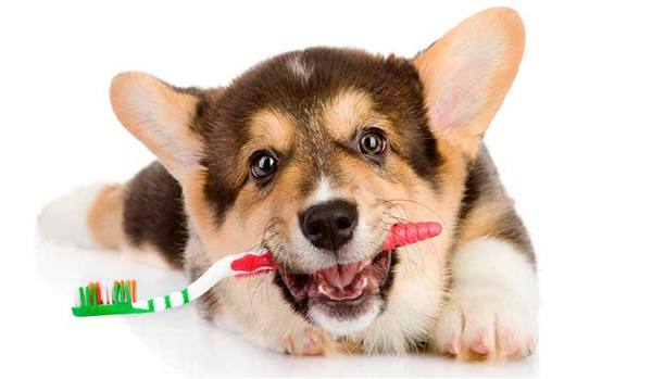 Lavar los dientes al perro