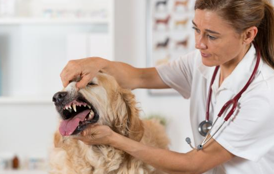 El Estornudo en perros y los cuidados
