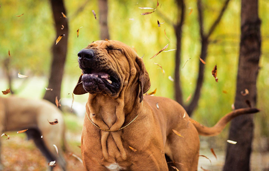 El Estornudo en perros y sus causas