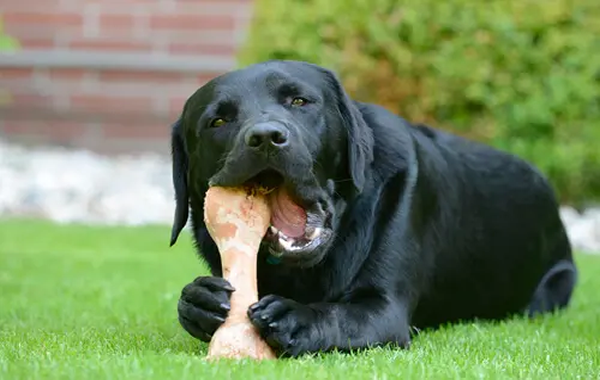 Huesos para perros saludables