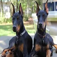 Cuidados para perros doberman