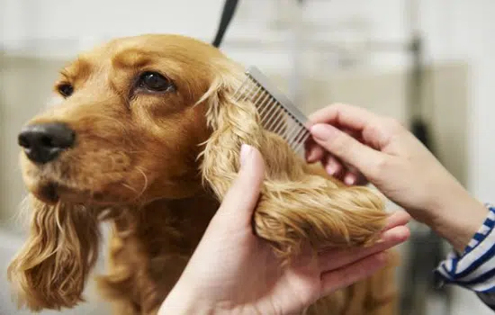 Causas de la caída de pelo en los perros Causas De La Caída De Pelo En Los Perros