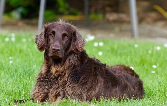 Causas de la caída de pelo en los perros La Caída Del Pelo