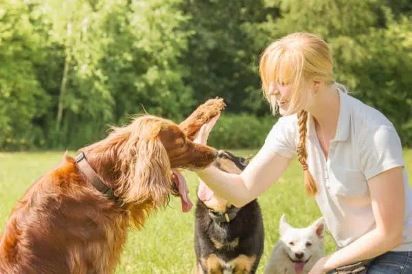 Cómo educar un perro adulto Consejos De Adiestramiento Para Perros Adultos