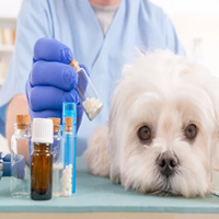 Homeopatía en mascotas