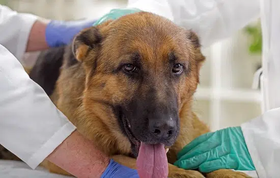 Alimentos Naturales Para Perros Con Cáncer