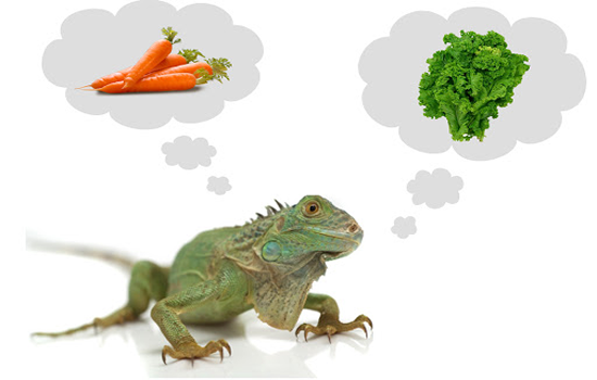 Comida para Iguanas con frutas y verduras