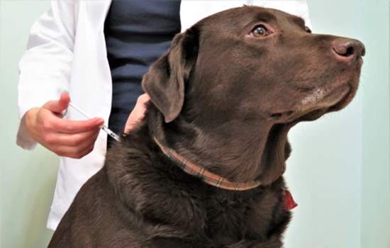 Cuidados para perros diabeticos con insulina