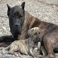 Perro de raza presa Canario