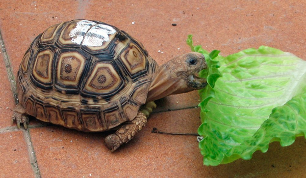 Alimentación para tortugas de tierra