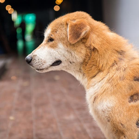 El Tratamiento para la sarna en perros y sus cuidados