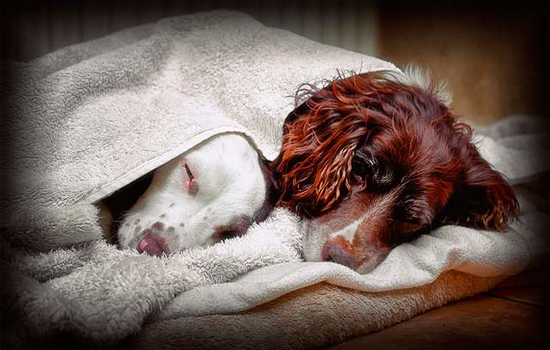 Sintomas del resfriado en los perros